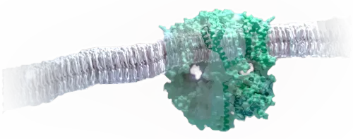 Molecular structure of KCNQ potassium ion channels showing binding sites